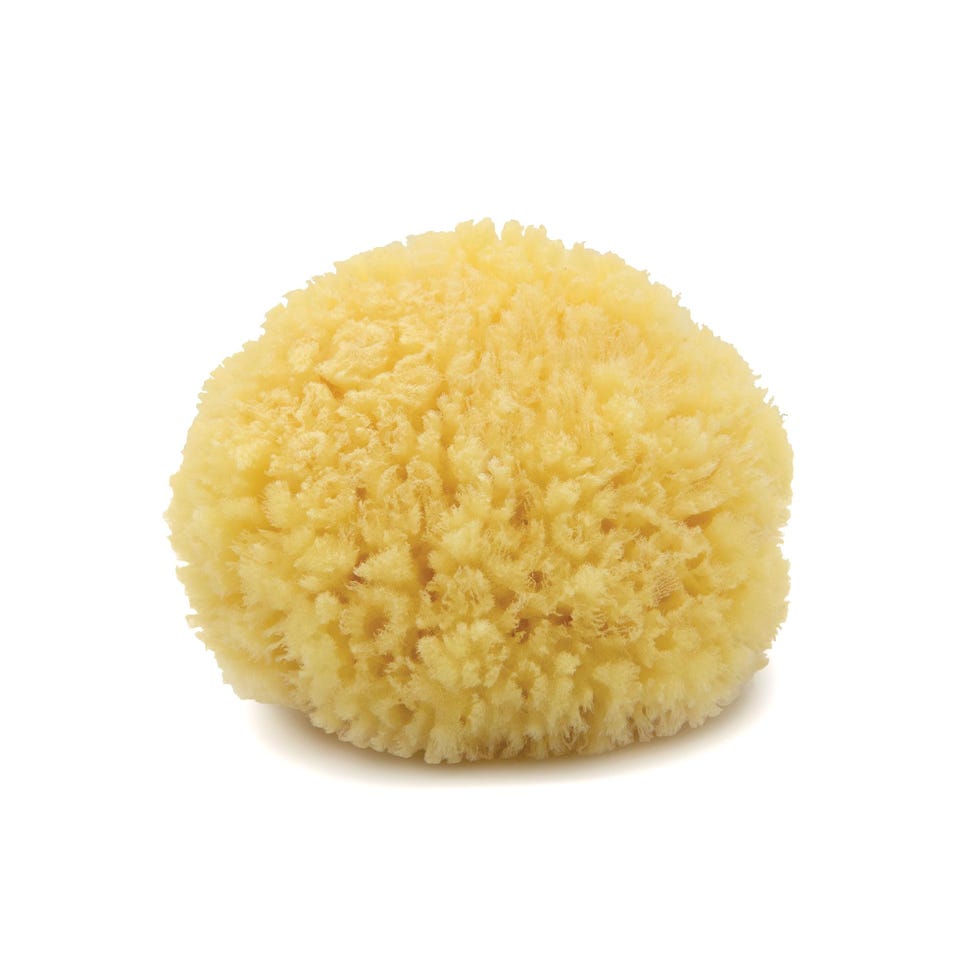 Caribbean Sea Sponge (Medium)