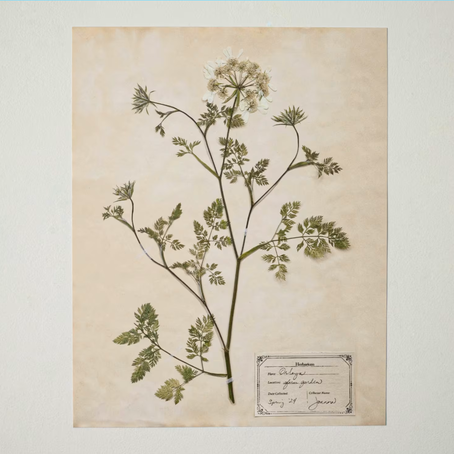 Jo's Hand Pressed Herbarium Prints - Orlaya '24