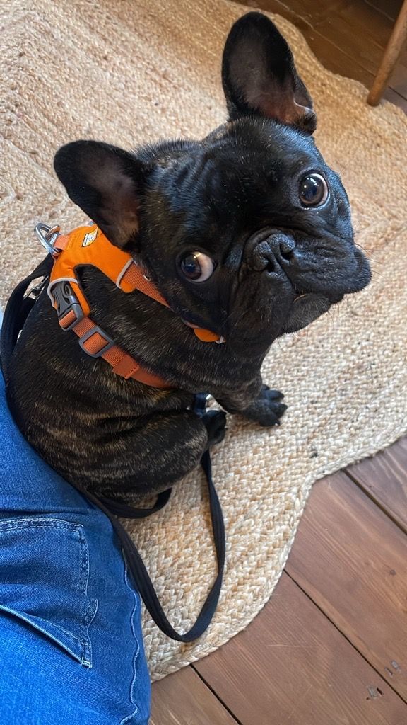 11 Best Dog Harnesses 2025 UK 1750168866 Image 2 68517513452ac