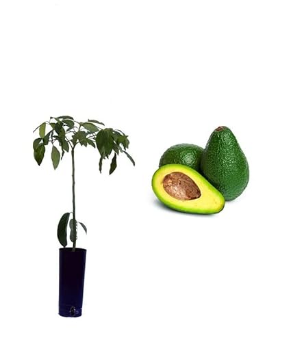 Aguacate planta natural