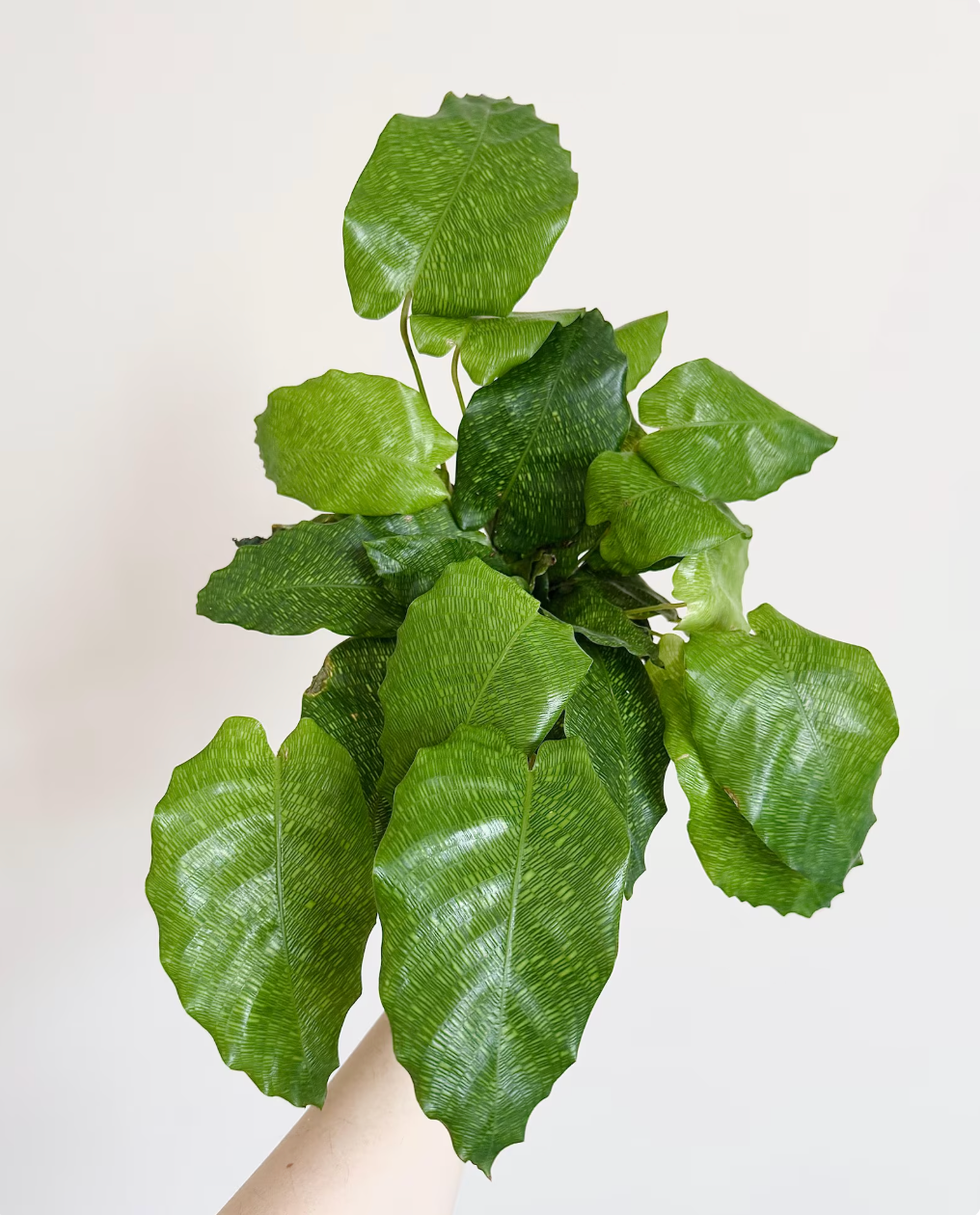 Calathea Musaica