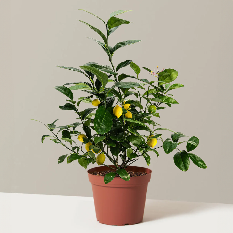 Meyer Lemon Bush