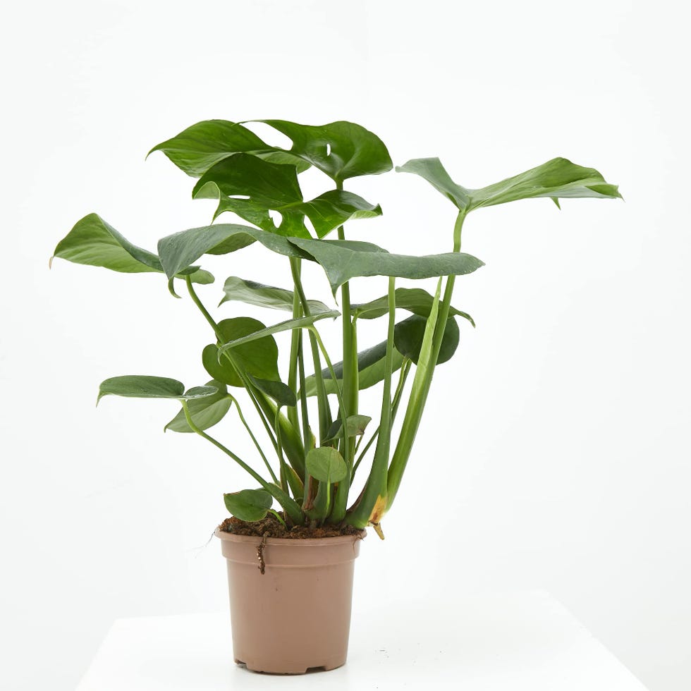 Costilla de Adán o Monstera Deliciosa