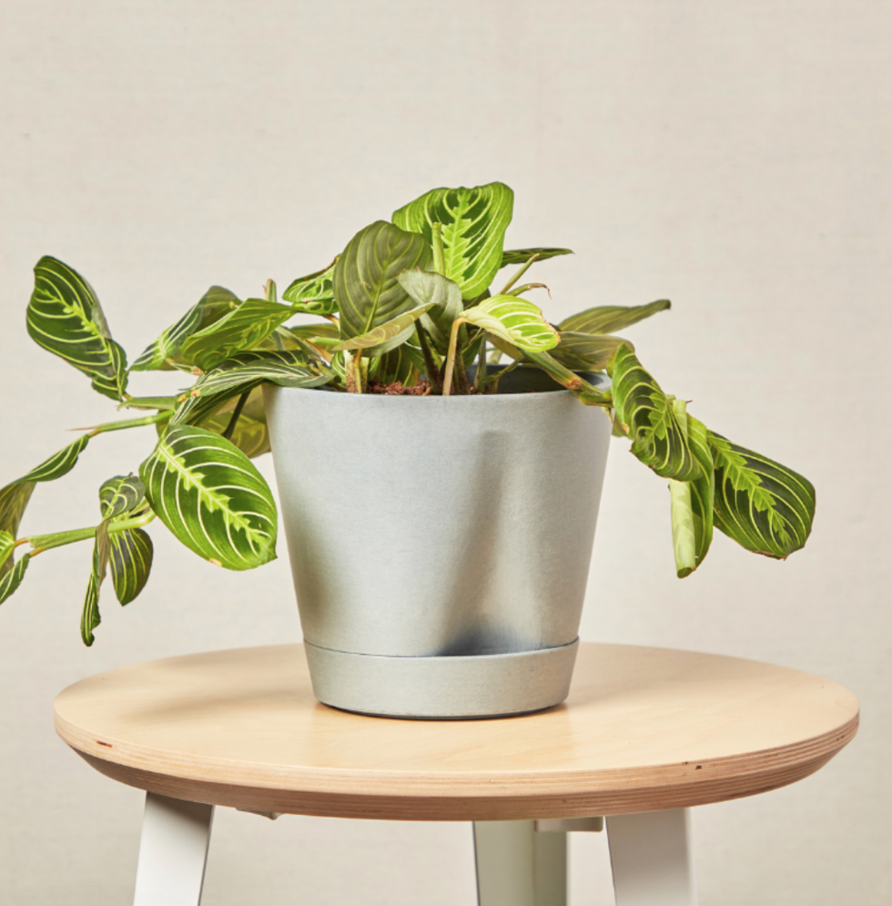 Neon Prayer Plant