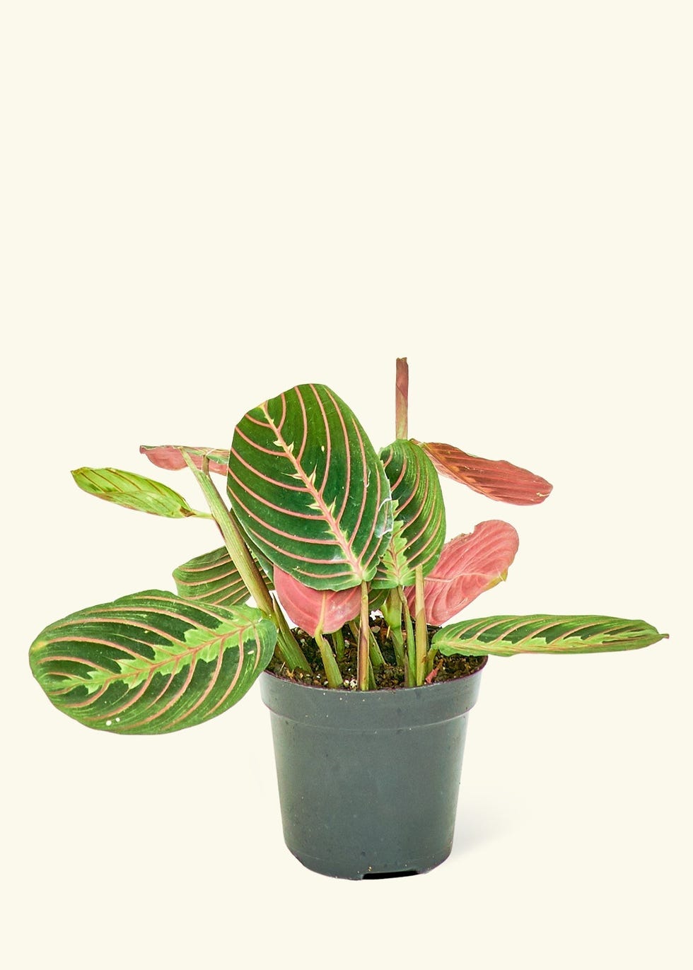 Red Maranta Prayer Plant