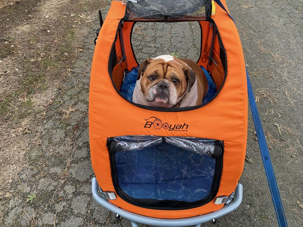  Large Pet Bike Trailer Stroller