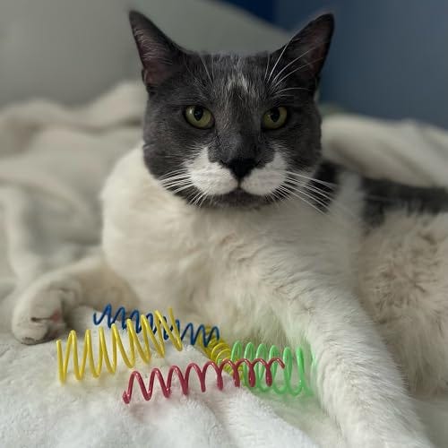 Colorful Springs Cat Toys