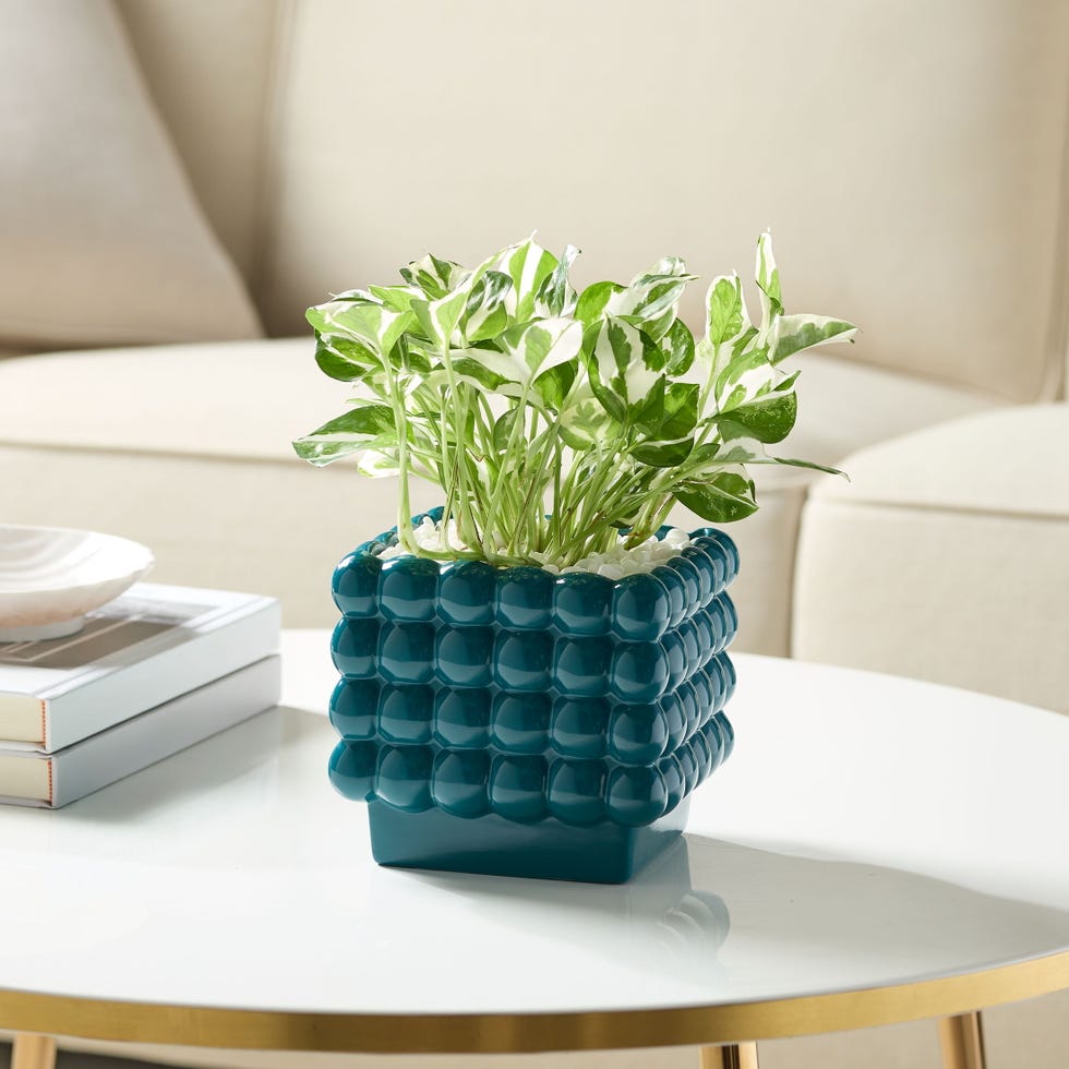 Square Ceramic Dot Planter