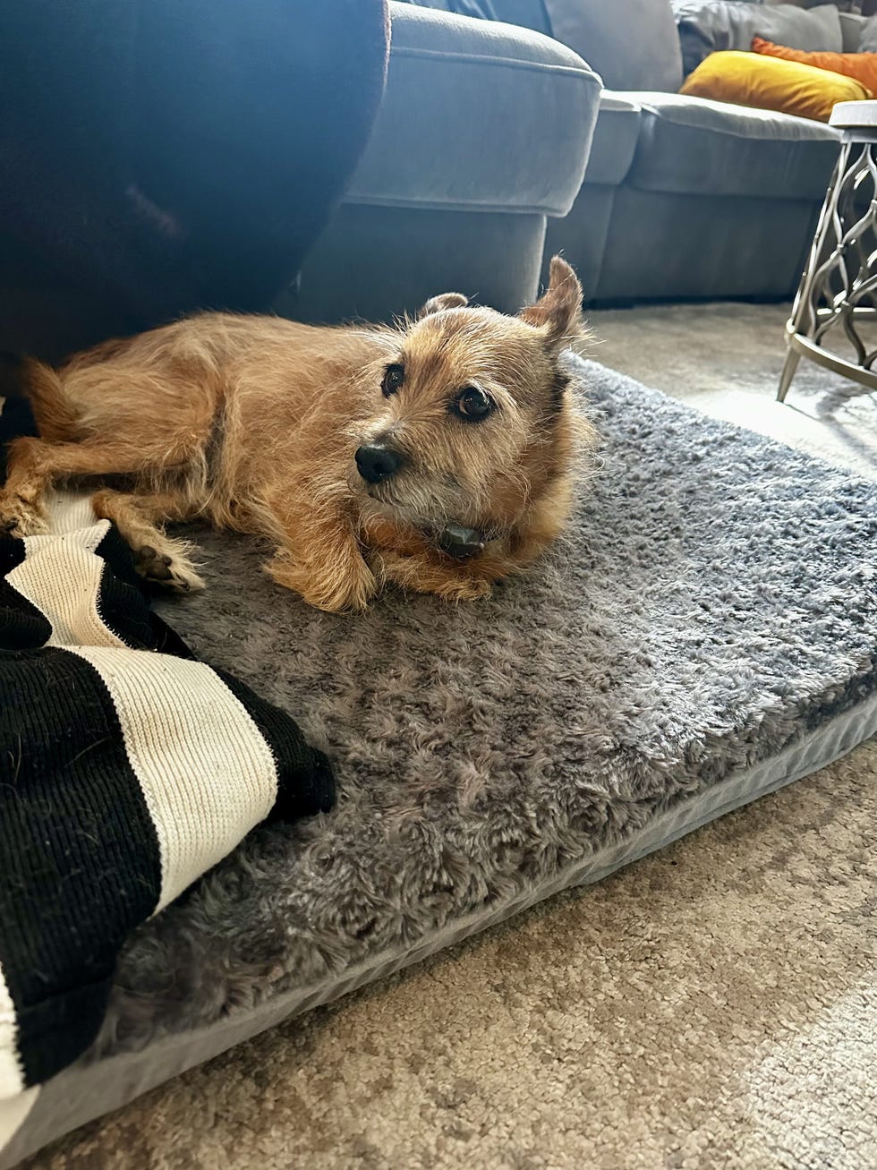 Orthopedic Pet Bed
