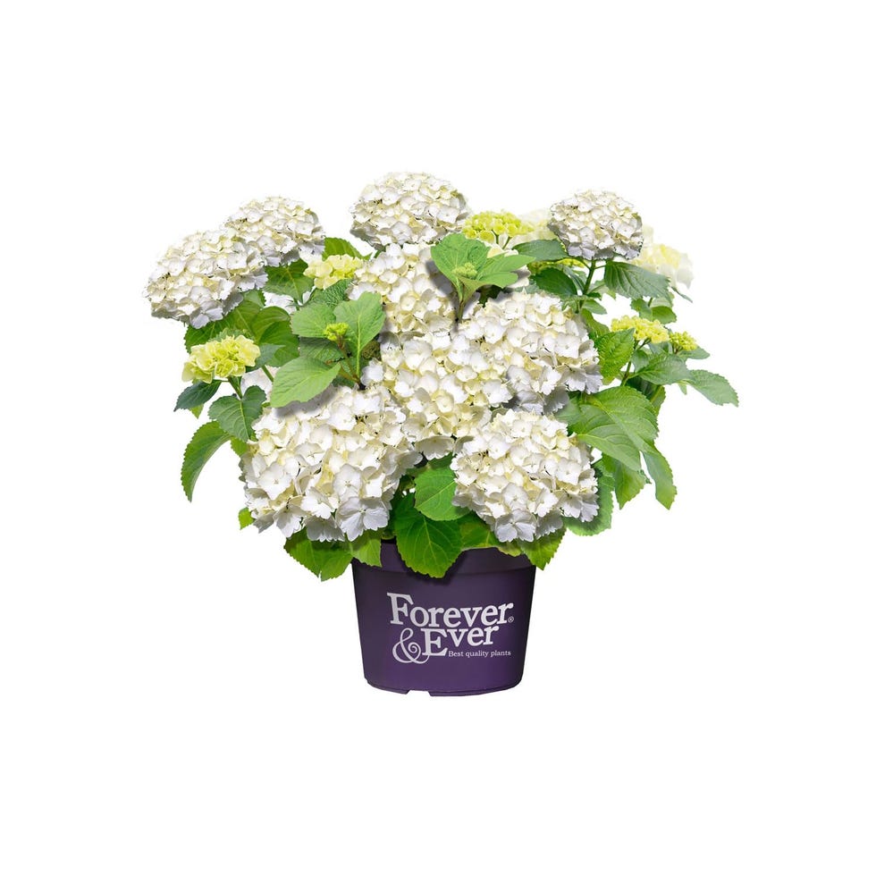 Hortensia Blanca Natural 