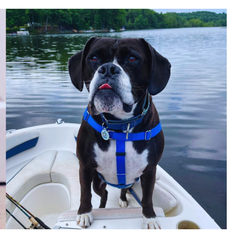 Freedom Harness