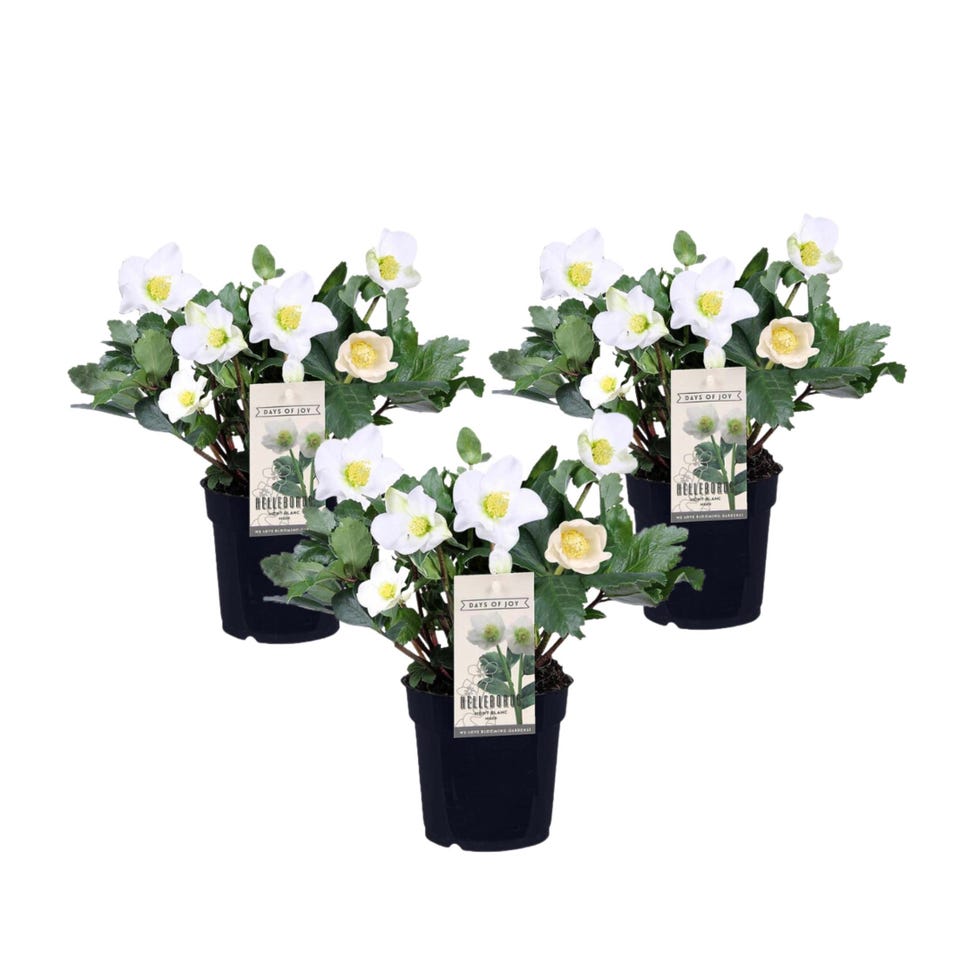 Eléboro (3 plantas en maceta)