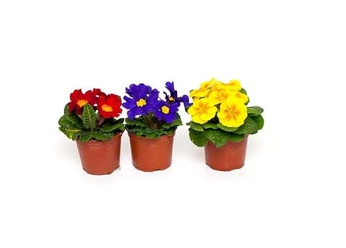 Primula (3 plantas)