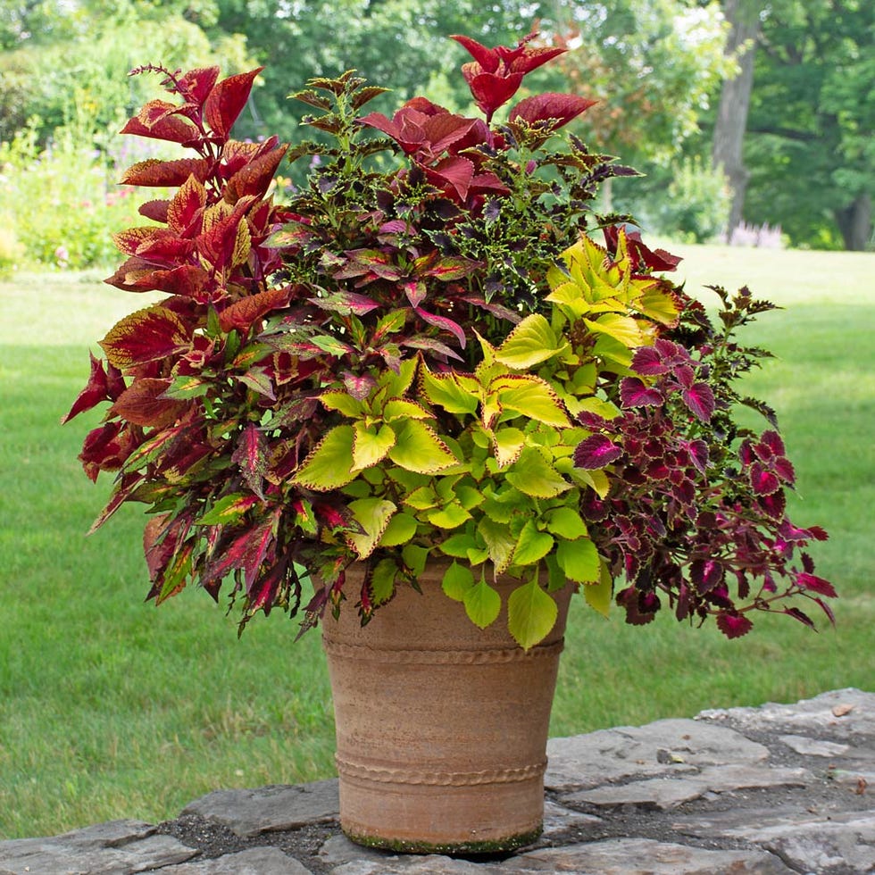 Coleus