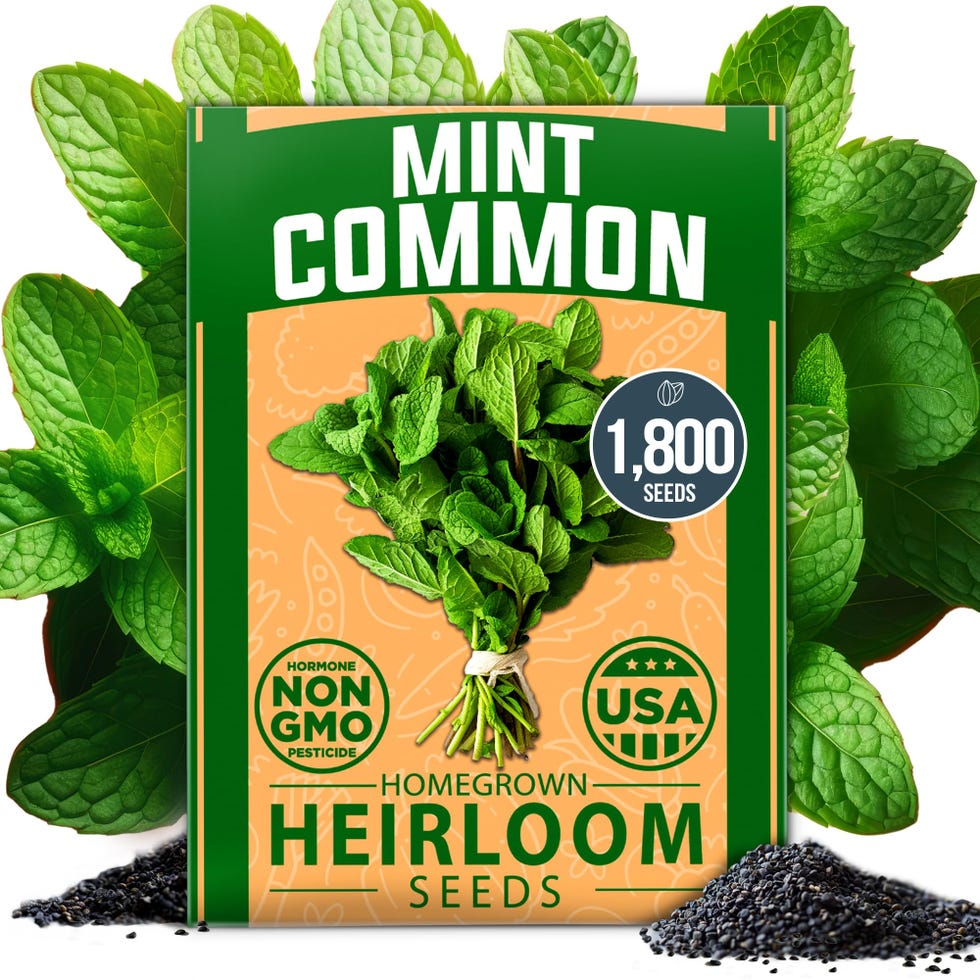 Common Mint Seeds (Bulk Pack)
