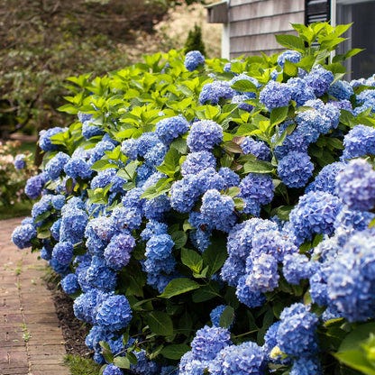 Hydrangeas