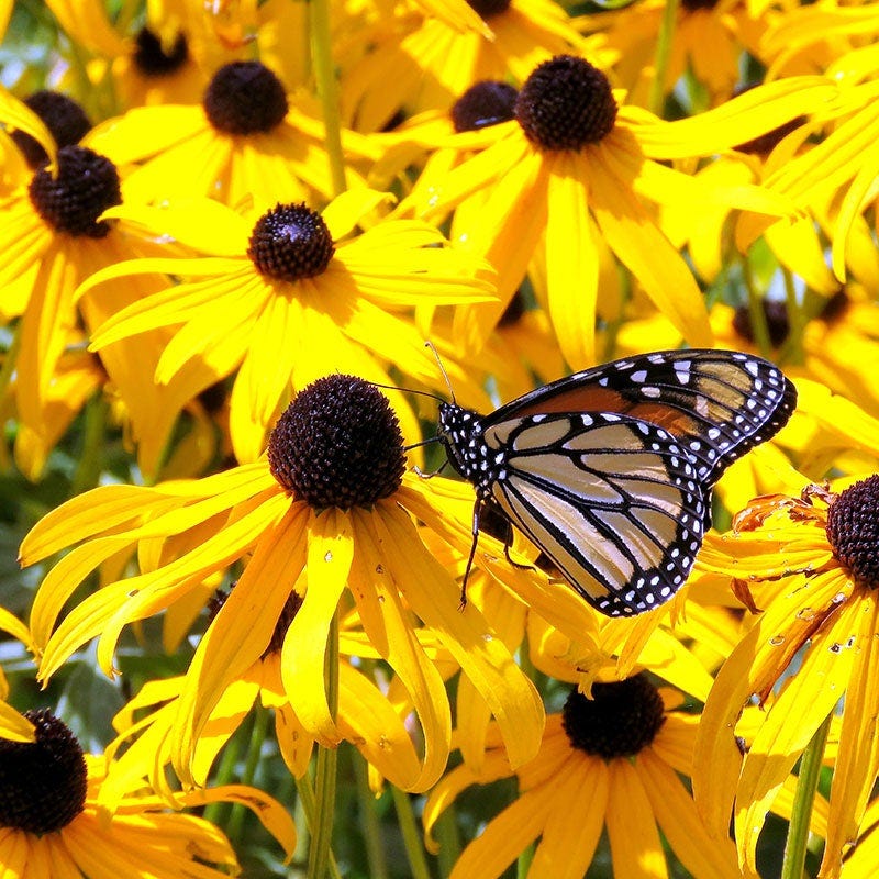 Black Eyed Susans