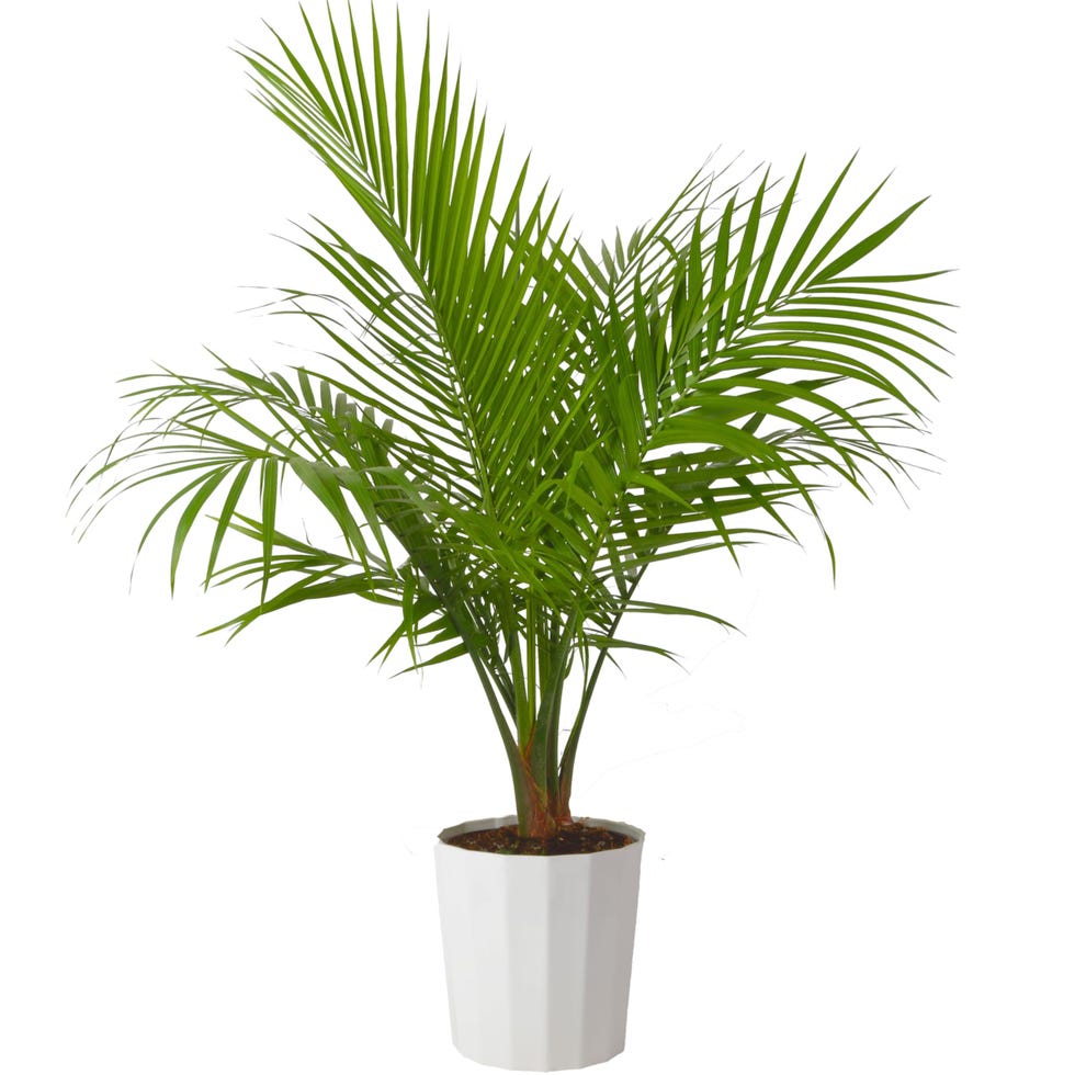 Majesty Palms