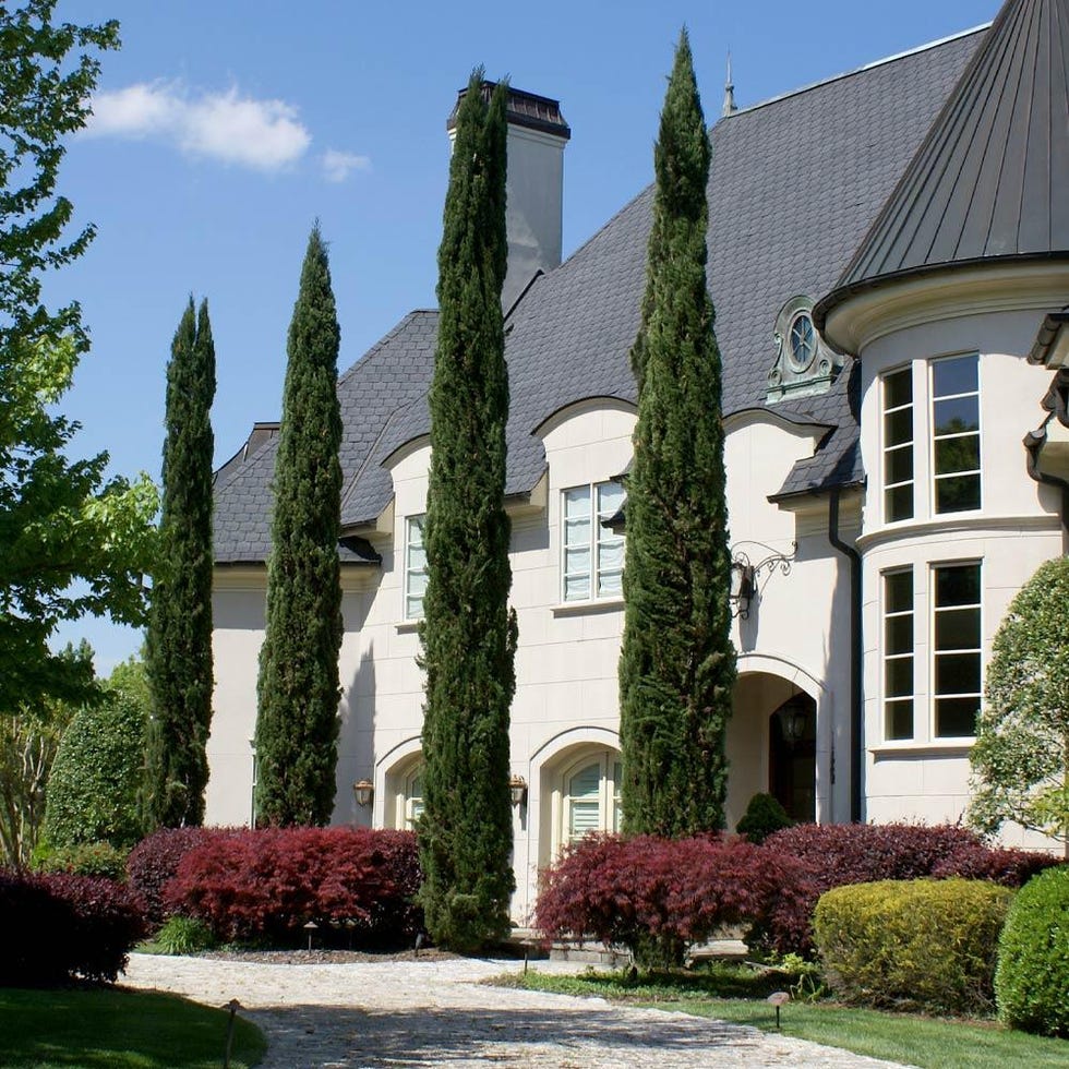 Italian Cypress Trees