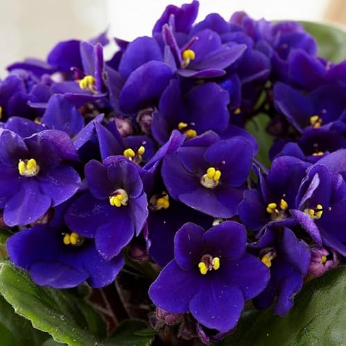 African Violets Live Plants