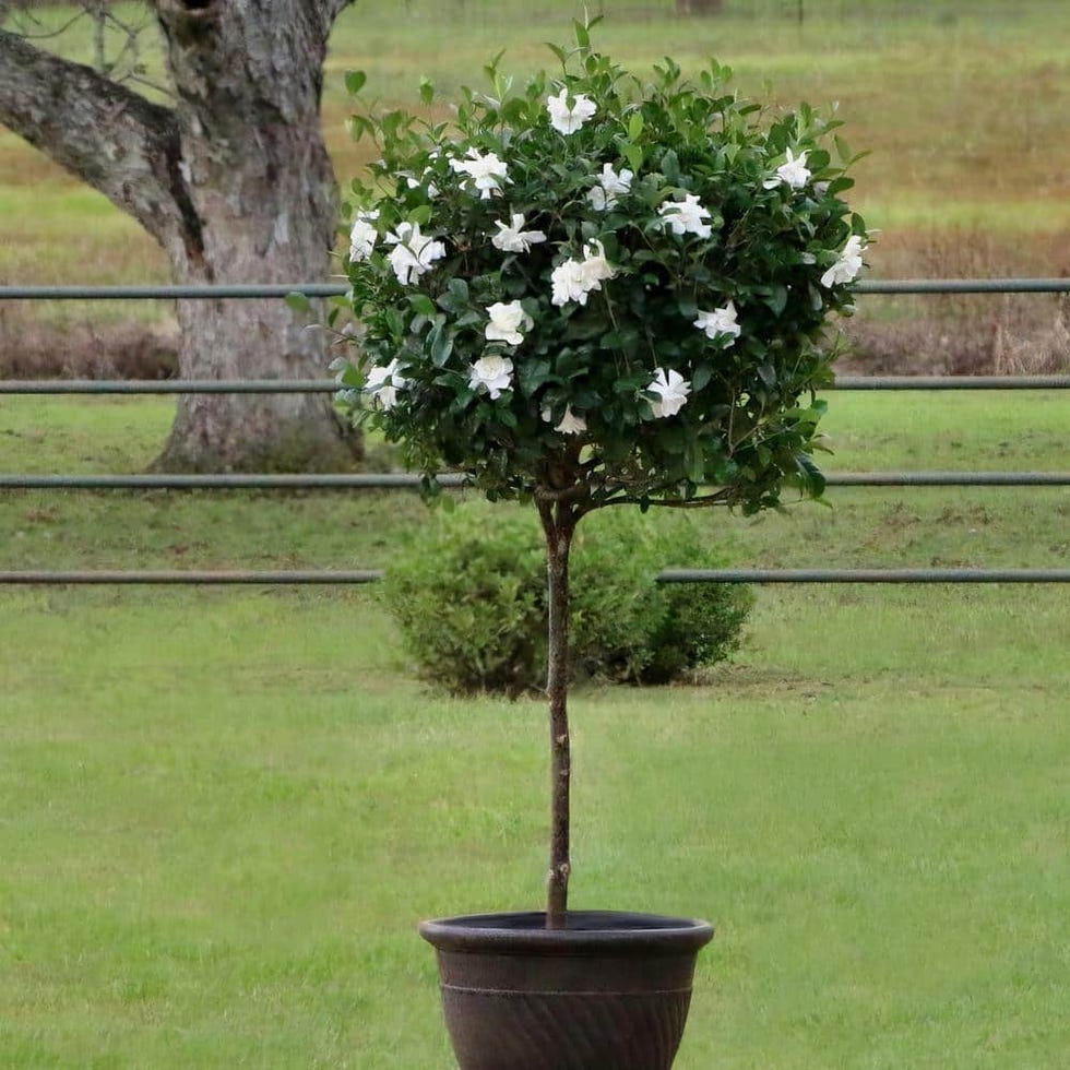 Gardenia Aimee Trees