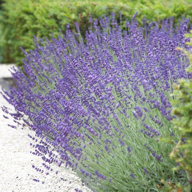 Vera English Lavenders