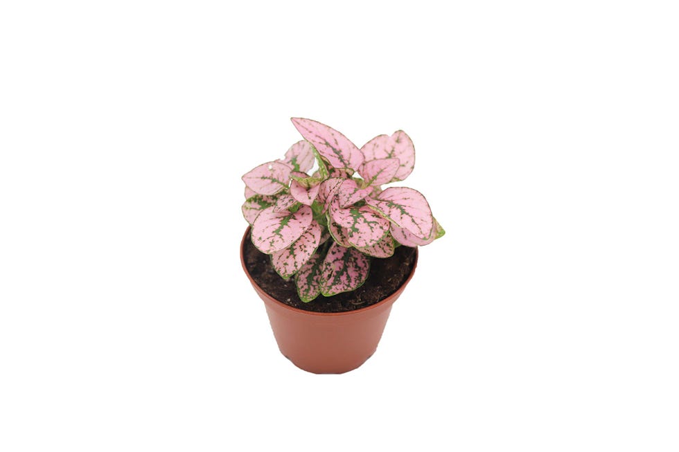Pink Polka Dot Plant