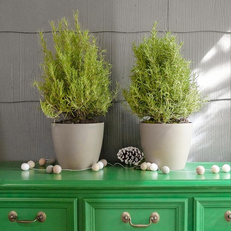 Tuscan Rosemary Shrubs