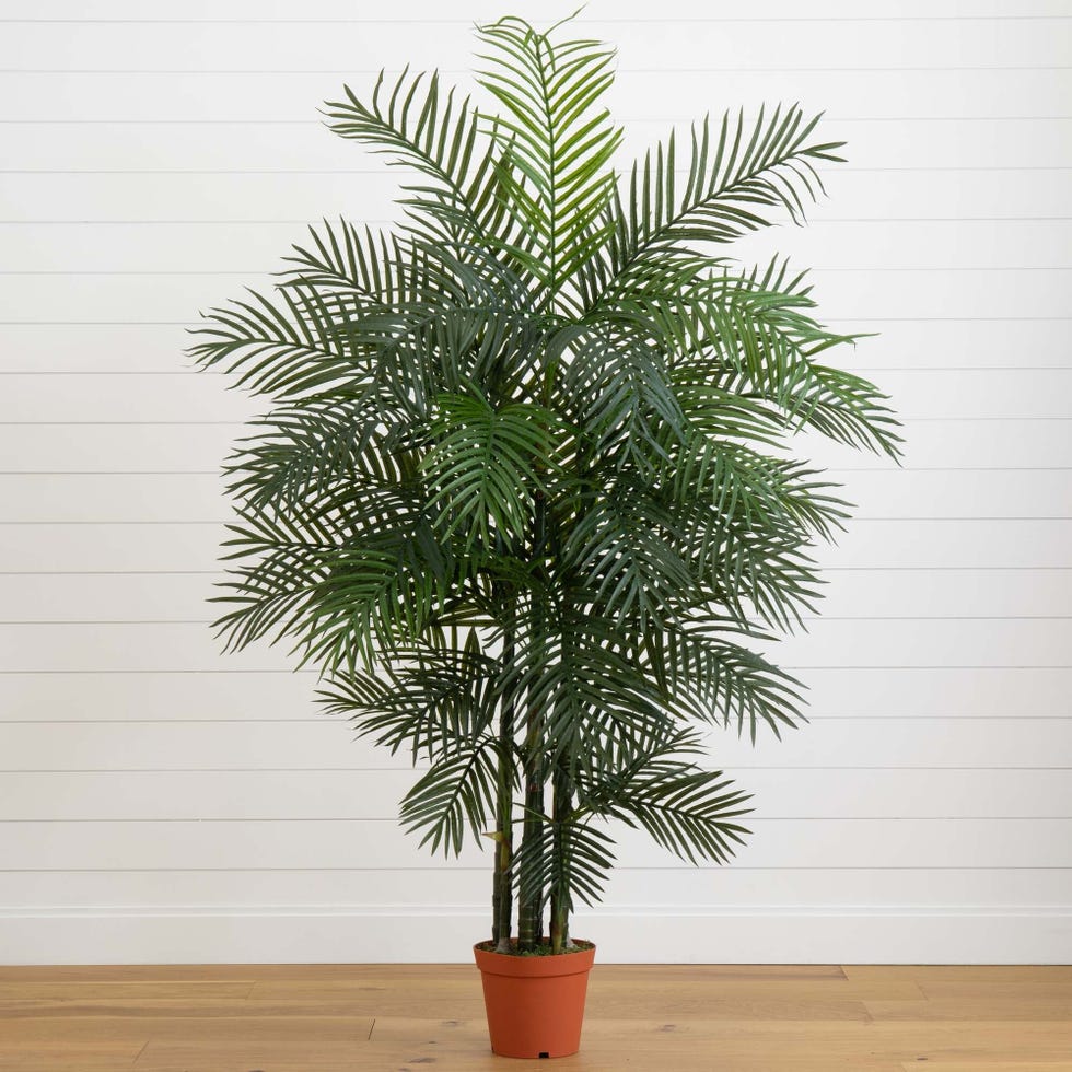 Areca Palms