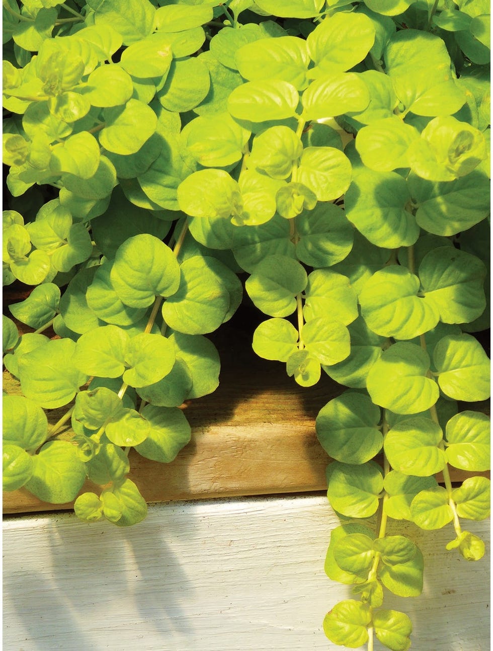 Creeping Jenny