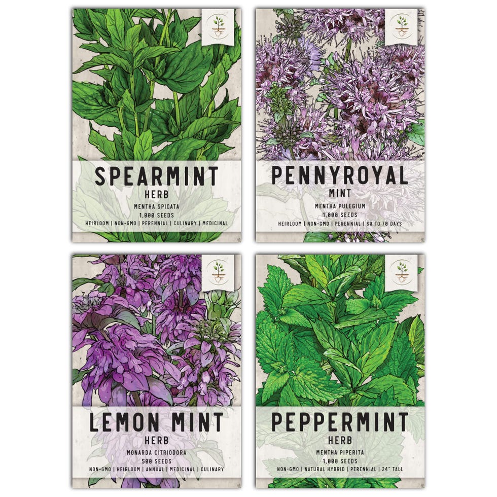 Mint Seeds (Variety Pack of 4)