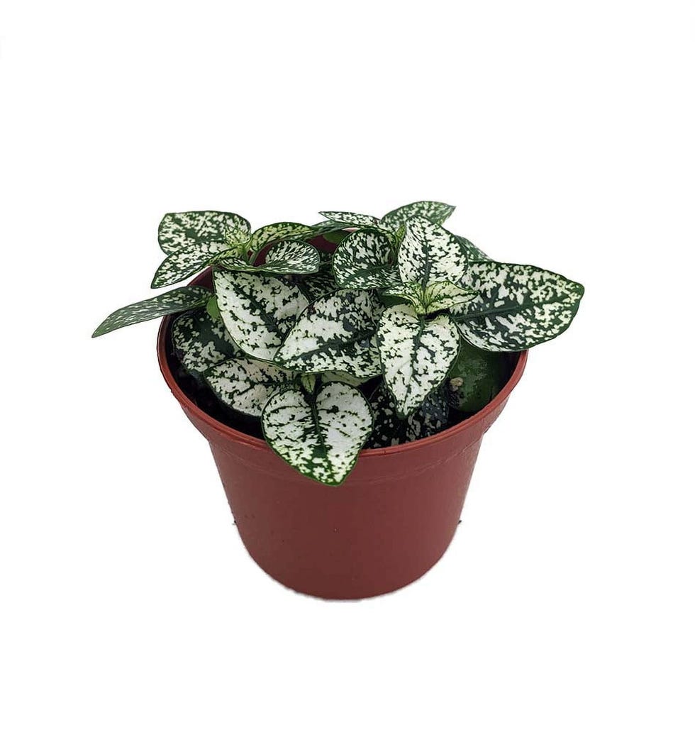 White Splash Polka Dot Plant
