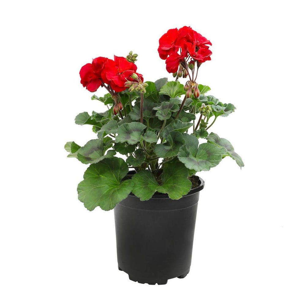 Red Geraniums