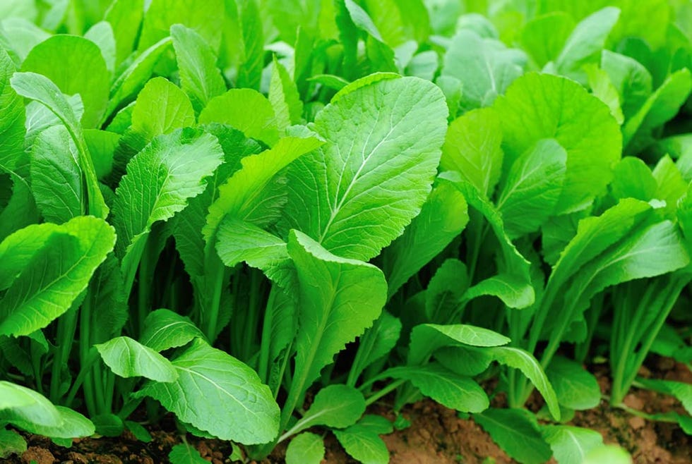 1500 Florida Broadleaf Mustard Seeds for Planting