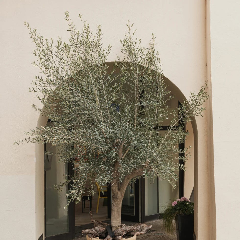 Olive Trees