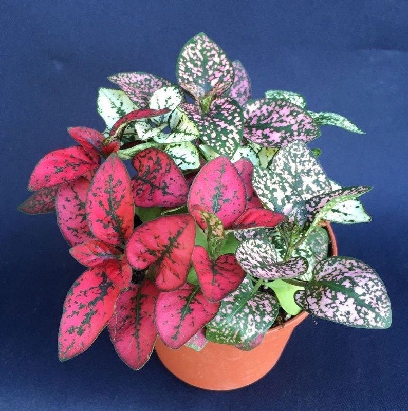 Polka Dot Plants