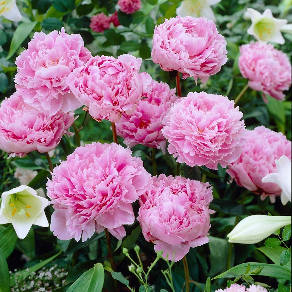 Peony Bushes