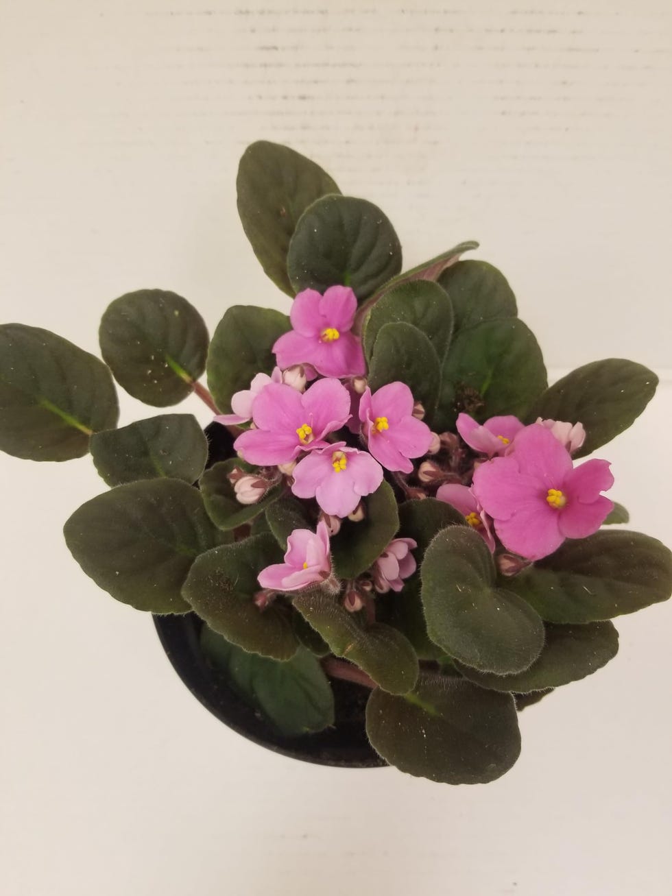 6" Live Pink African Violet Houseplant