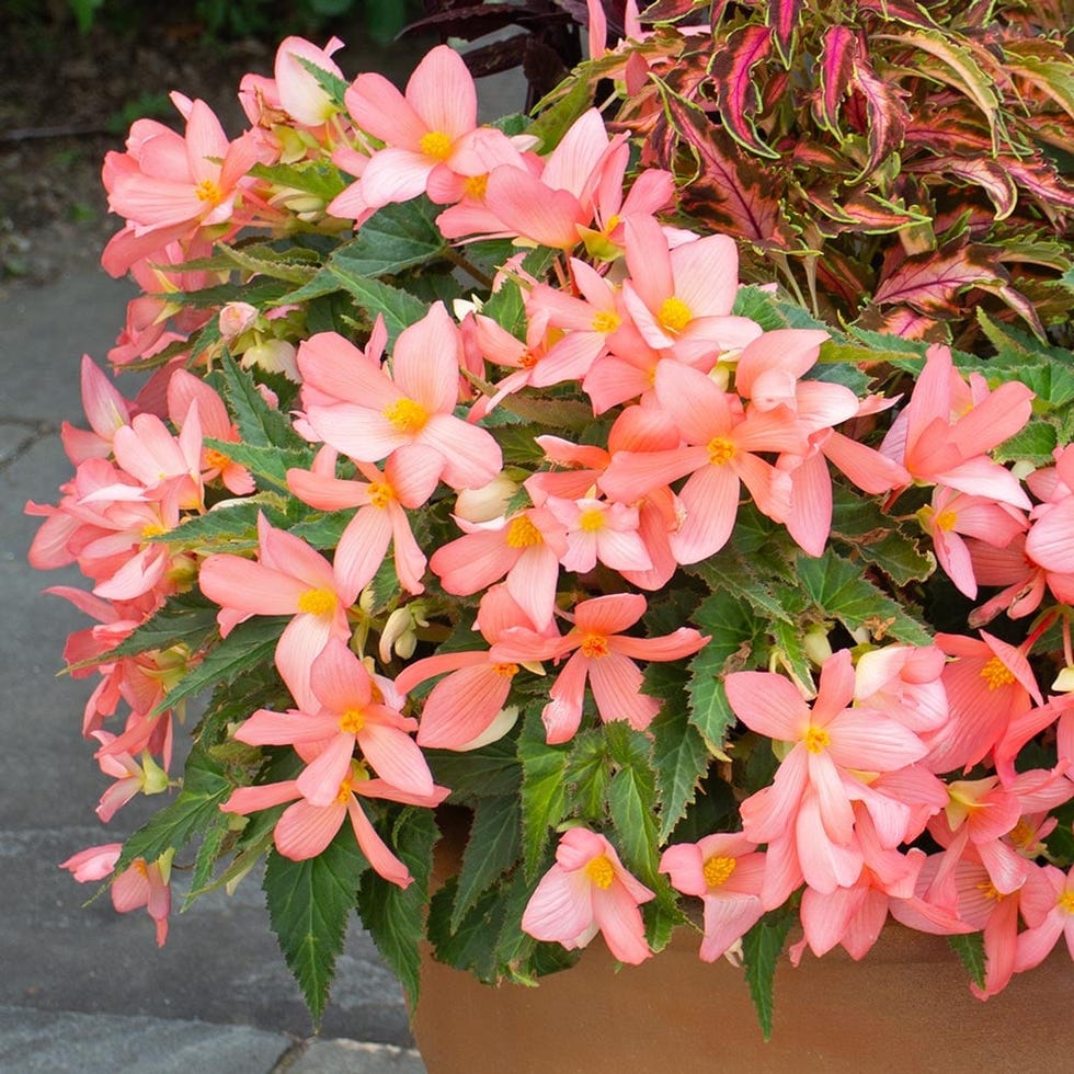 Begonias