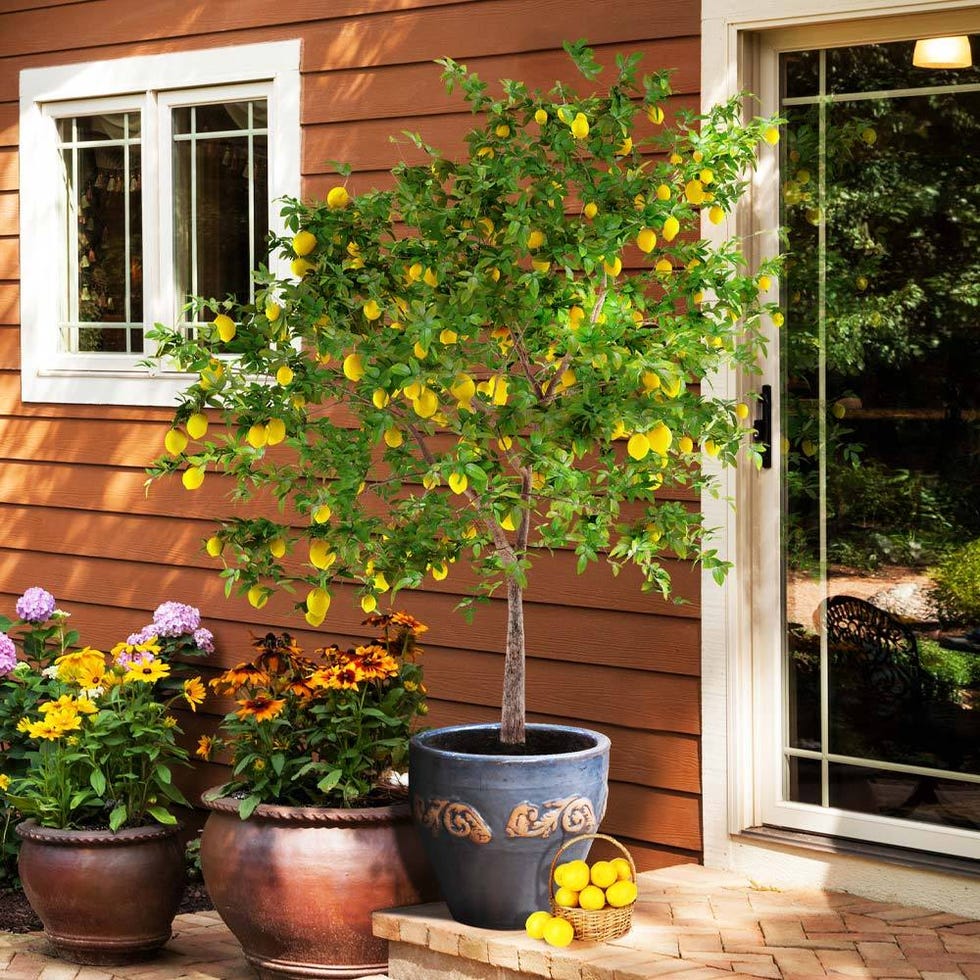 Lemon Trees
