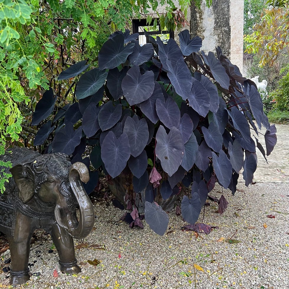 Black Magic Elephant Ears