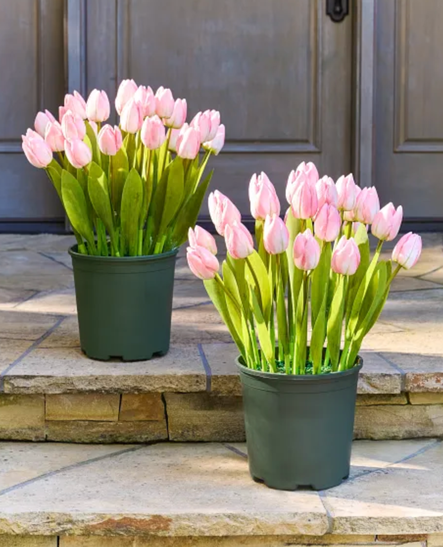 Tulips