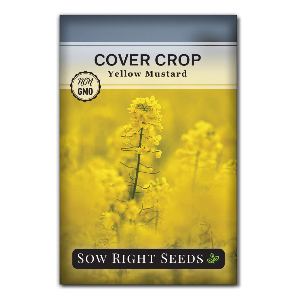 Yellow Mustard Seeds for Planting