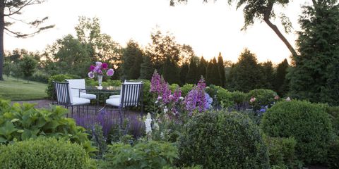 Plant, Shrub, Garden, Lavender, Purple, Outdoor furniture, Groundcover, Backyard, Yard, Landscaping, 