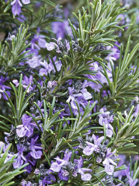 Blue, Plant, Flower, Purple, Lavender, Rosemary, Subshrub, Bellflower family, Perennial plant, Bellflower, 