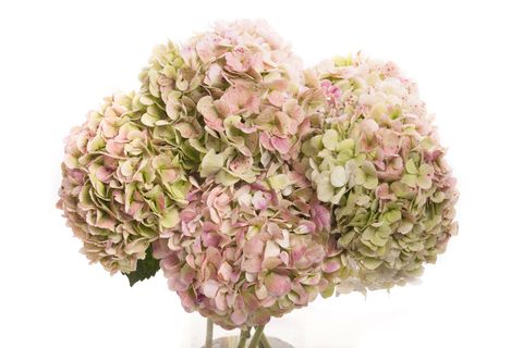Petal, Flower, Pink, Cut flowers, Flowering plant, Flower Arranging, Lavender, Bouquet, Floral design, Artificial flower, 
