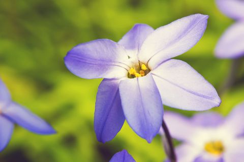 Blue, Petal, Flower, Purple, Flowering plant, Lavender, Violet, Spring, Wildflower, Bellflower, 