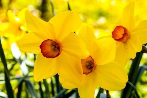 Petal, Yellow, Flower, Botany, Spring, Flowering plant, Narcissus, Wildflower, Pollen, Plant stem, 