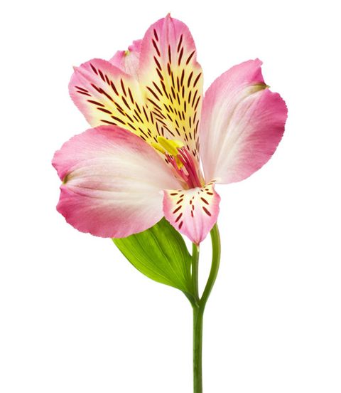 pink and yellow alstroemeria