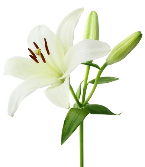 white casa blanca lily